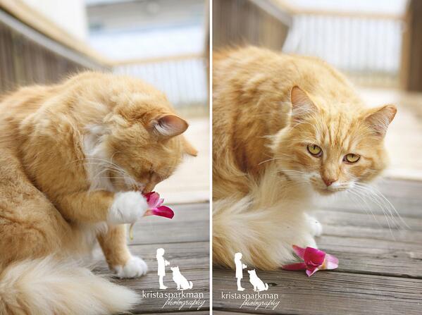 Our tough-guy feral cat, Jack, has a soft side, but doesn’t want us to know it! <a href="/alleycatallies/">Alley Cat Allies</a> <a href="/HumaneSociety/">Humane World for Animals</a> #love