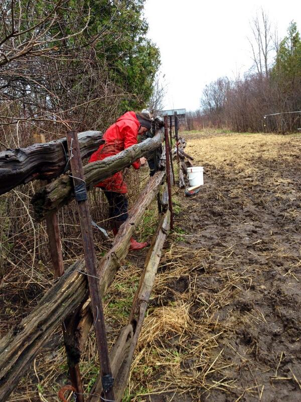 Heal With Horses tweet media