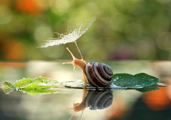 Lightroom's tweet photo. Snails in their natural environment captured up close by Vyacheslav Mishchenko: http://t.co/UngcALIRdq http://t.co/WuZ21W6s9c