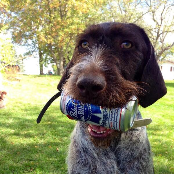 Man's best friend #happynationalbestfriendday #PBRpet