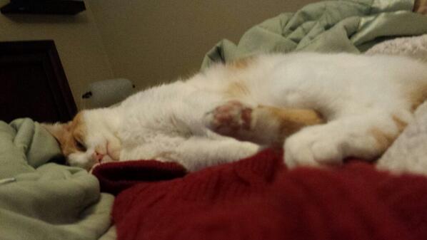 The_Cat_Pack's tweet photo. Teeki is still hungover from his catnip bender. http://t.co/whqsEBWjCK
