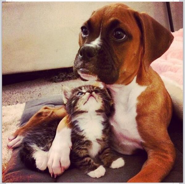 DeanSundquist's tweet image. What's so funny about peace love and understanding?