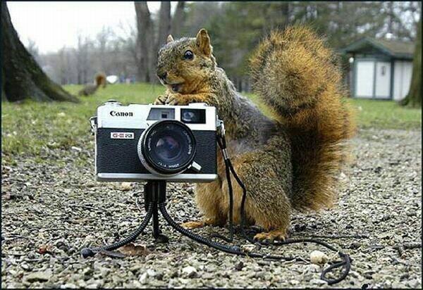 Image result for animals and canon cameras