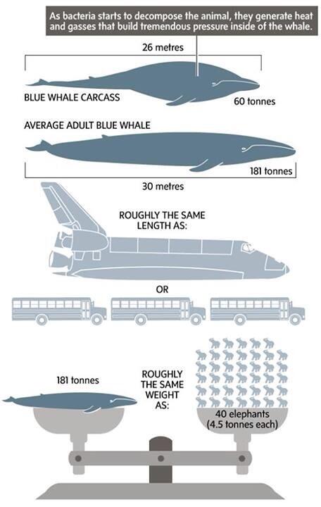 Yaseenamir's tweet image. Good info ! #ExplodingWhale #Canada