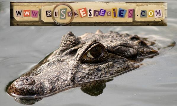 BuscaEspecies's tweet photo. El dueño de la mordida más poderosa en Uruguay, va el link para ver el video del Yacaré: http://t.co/qVNOQm955S http://t.co/BoxXwAML0D