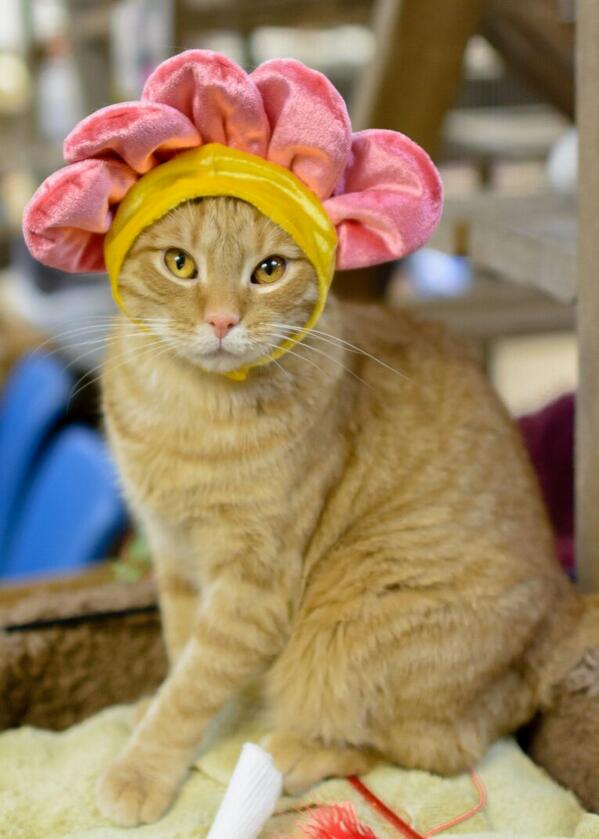 Little One is too cute! Hours of fun at <a href="/AndersonAnimal/">Anderson Blue Animal Tattoo e Piercing</a> Shelter. #AdoptAShelterPetDay # adoptme #cat #foster