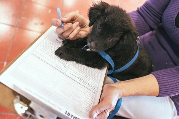 PetSmart Charities® tweet media
