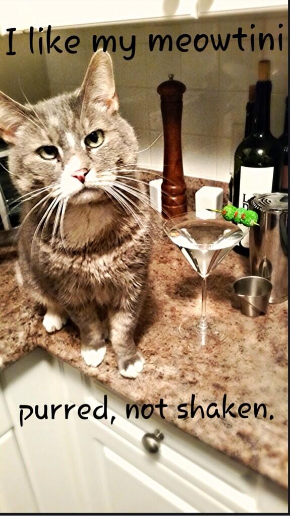 erikatomatoes's tweet image. &quot;@niknackzz: my sister made this meme of her cat and I&apos;m 1000% judging http://t.co/Y8F4blwXk2&quot; HOW CAN SOMEONE JUDGE ME FOR THIS ?! #hater