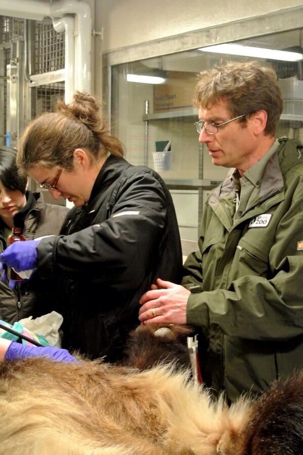 tozookeepers's tweet photo. The first EVER giant #panda artificial insemination in Canada #torontozoo http://t.co/lvZTJbCHLp http://t.co/5leq6NkwOG