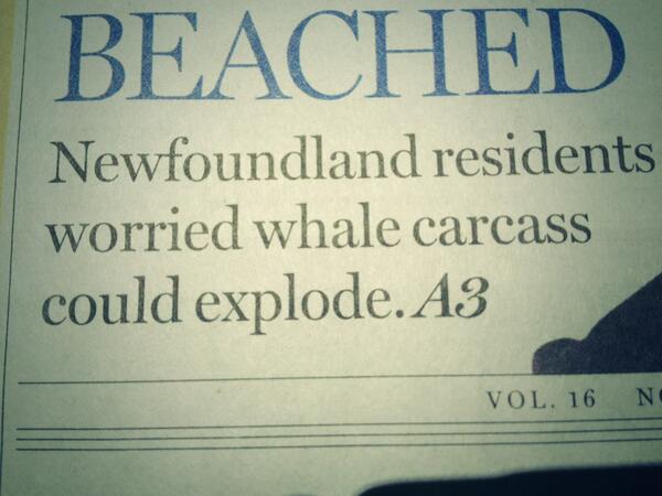 IowaSchmidt's tweet image. Newfie problems... #Newfoundland #ExplodingWhale