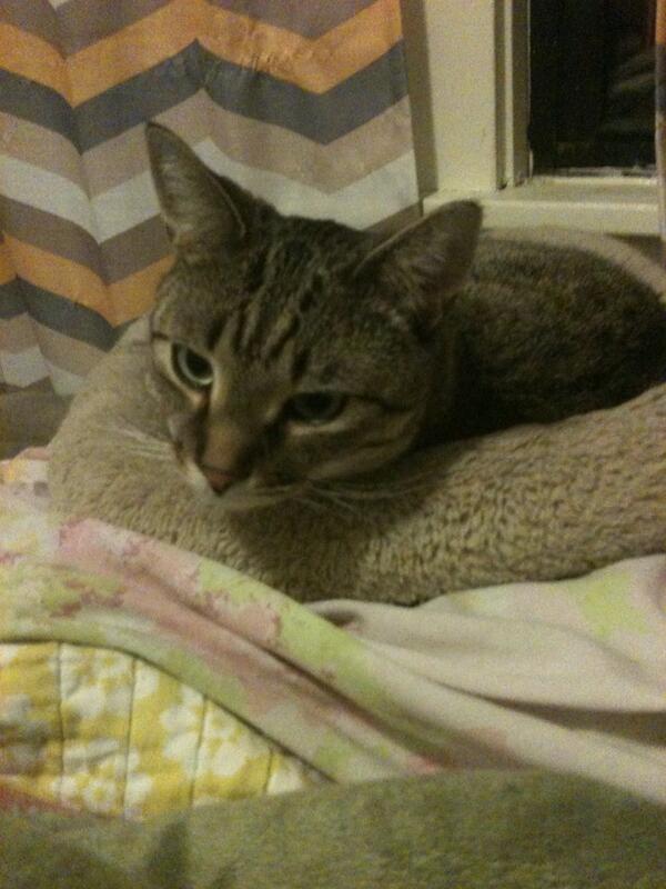 I put his cat bed in my bed cause I wanted to spend more quality time together. #foreveralone