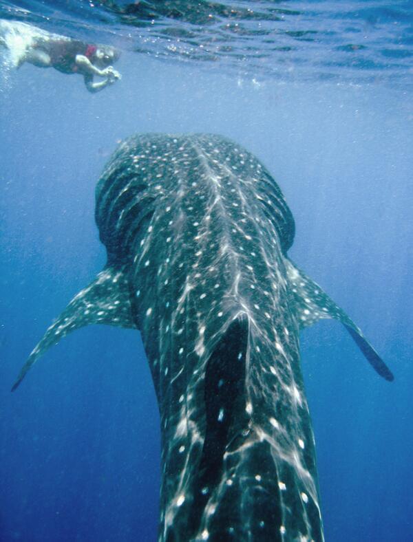 johnVater1's tweet photo. @Bite_Back Whale Shark season starts May 15th on Isla Mujeres,come be part of the fest @cevichetours #whalesharkfest http://t.co/99sG6tpeG5