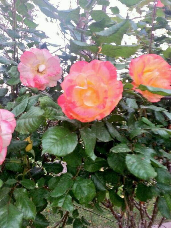 StilesSisters's tweet photo. Life is a garden, dig it! #beautiful  #roses in @CharlesStiles65  backyard http://t.co/COGFmI99rl