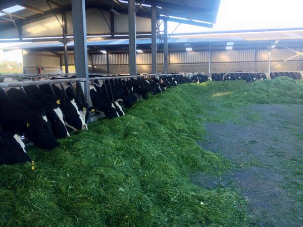 Installing 2 Robots on this 140 cow Offaly unit at moment. Zero grazing as few acres near dairy. Fragmented farm