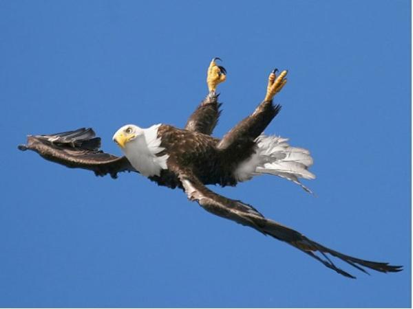 TriviaManiaPH's tweet photo. Just an Eagle Flying Upside Down http://t.co/B41VnSaJkK