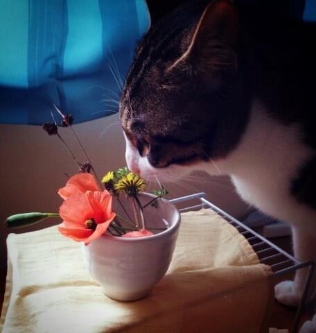 nobapi tweet picture