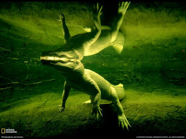 NewBroadcasts's tweet image. التمساح الأبيض