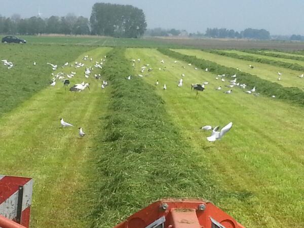 AartswoudRestin's tweet photo. Ooievaars bij @AartswoudRestin aan de #westfrieseomringdijk. http://t.co/OMw7xXLmdy