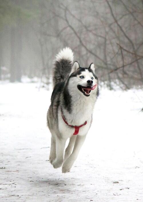 Sam_0n_Fire's tweet photo. I have ignored @Twitter enough,time to start tweeting. Here is a picture of a husky, thats want the net wants, right? http://t.co/TeGid1hmfB
