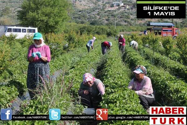 Mersin'in Silifke ilçesinde çalışan tarım işçileri, 1 Mayıs'tan habersiz sabahın erken saatlerinde iş başı yaptı
