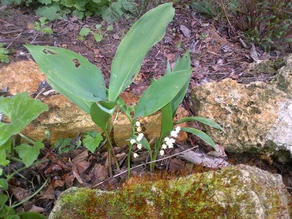 Voici le mois de Mai et du bonheur a toute la commune, bonne fête (une pensée pour ceux qui travaillent)