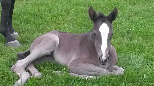 Our new #foal Aquilina enjoying the outdoors today.