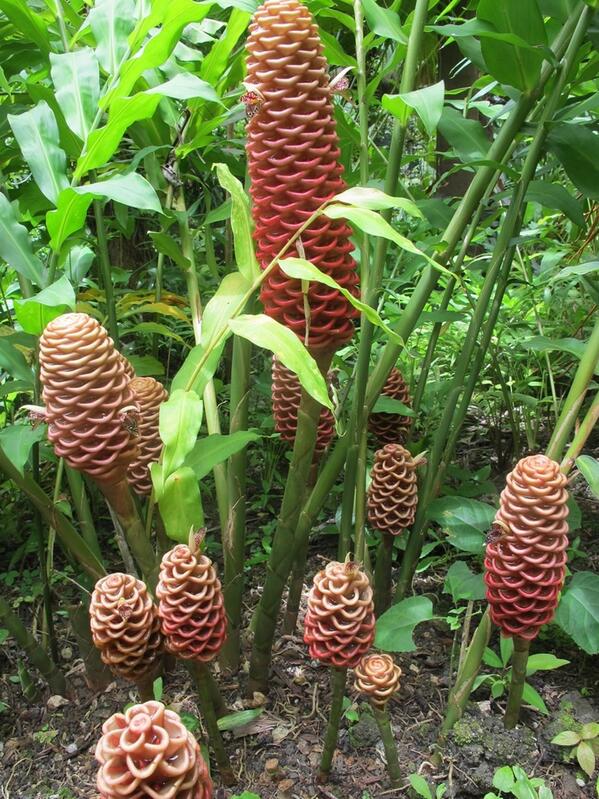 Beautiful Flowers Honeycomb Ginger Lilies Flower Forest Barbados Beautiful Flowers Garden Love Http T Co Igknq8cyjs