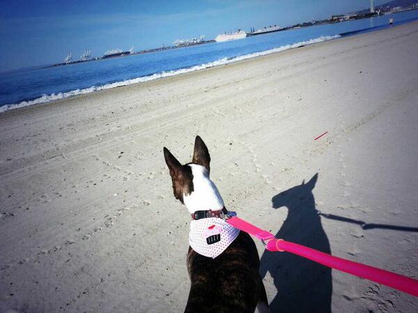 VivianFabiolaV's tweet photo. The #wackywalker leash is the best thing that could have happened to us!! @PussyandPooch #LBC #BullTerrier @chikalbc http://t.co/BoPSWvW71K