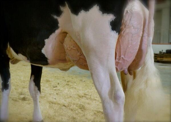 A picture worth 1000 words
LAREST DESTRY HAVANA *RDC VG-88-3YR
Next Dams VG-87-2YR then Rainyridge Lee Holly EX-95-3E