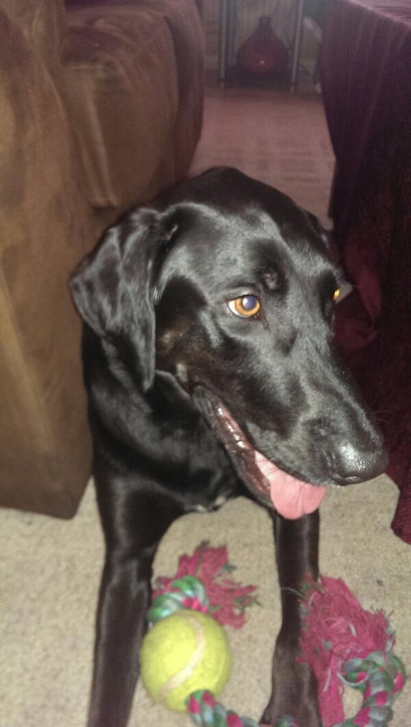 kcornelius75's tweet photo. Raven let me take her picture today http://t.co/AFRZraiP0a