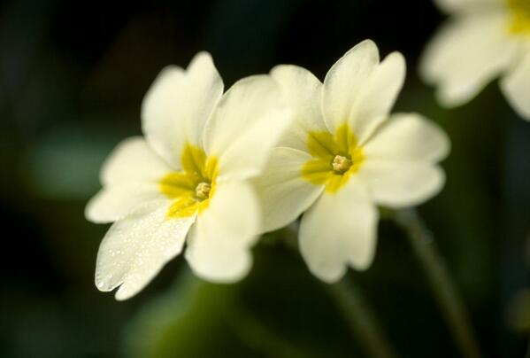 Anyone for flower salad? bit.ly/1fa5BOQ