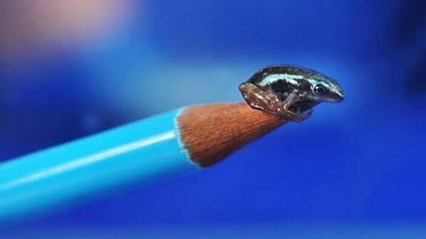 _Paisajes_'s tweet photo. La rana mas pequeña del mundo (menos de 1 cm), su piel contiene una toxina que es 200 veces + tóxica que la morfina. http://t.co/hKcwLfAill