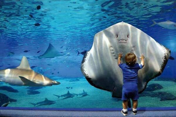 DelinquedIN's tweet photo. Fascinante el encuentro entre un pequeño y una manta en un acuario, los animales y su afinidad con la inocencia http://t.co/f6rl2wH3nd