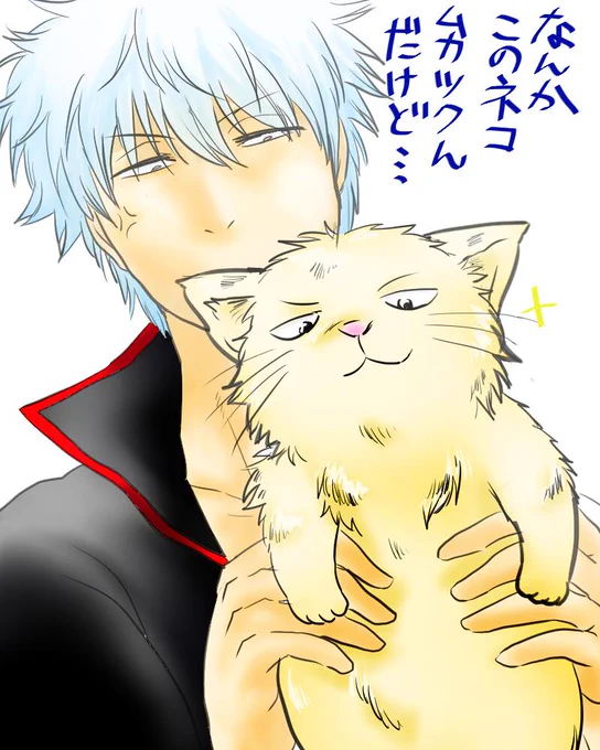ねこ金時と銀時 #銀魂版深夜のお絵描き60分 