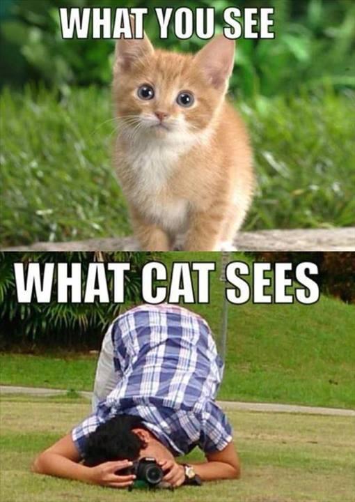 FunnyPicsOnly's tweet photo. http://t.co/VVBAZbxawy