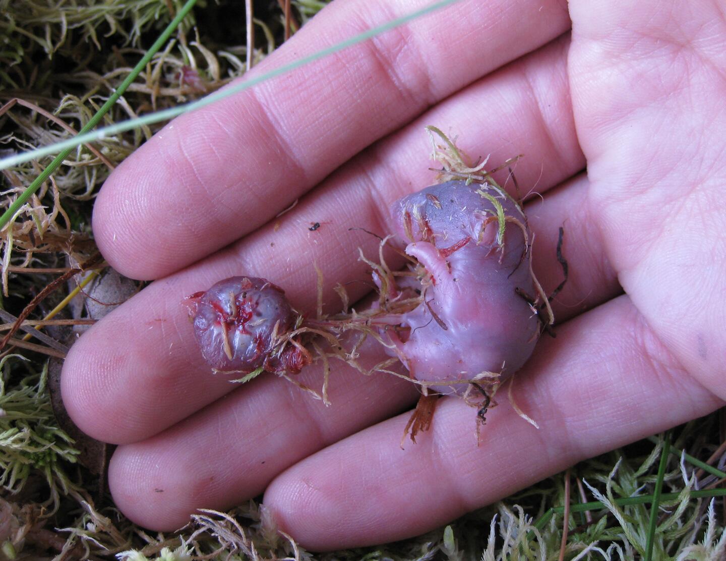 southern bog lemming