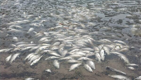 10 tons of dead fish were removed from North Center Lake last weekend! #Chisago #fishkill