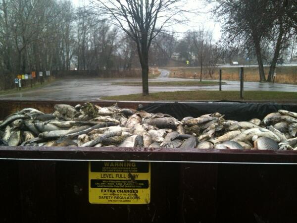 Chisago Lakes Lake Improvement District will provide more fish kill dumpsters this weekend (May 3rd/4th) #Chisago