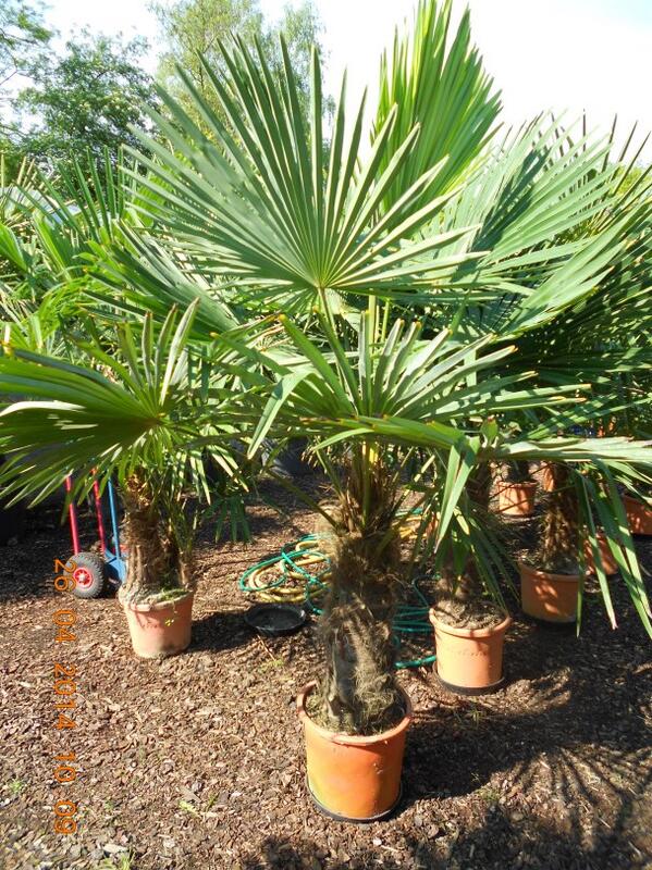 Weer een mooie partij supermooie Trachycarpus fortunei binnen gekregen ! <a href="/Brabantpalm/">Brabantpalm</a>