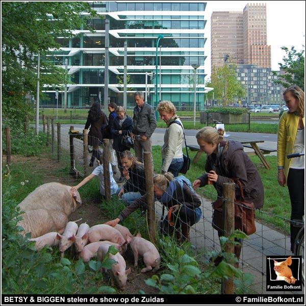 Betsy loopt buiten met haar biggetjes aan de straatkant en de hele #Zuidas smelt :-)