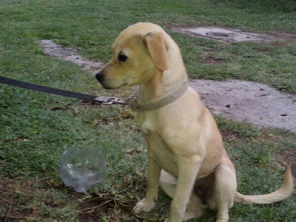 CATLYLA's tweet photo. amigos alguien de  buen corazon que desee adoptar a esta  bb?? http://t.co/KWkMVxBO0G