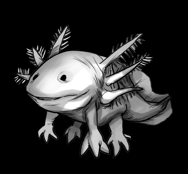ASCBiology's tweet photo. The axolotl could hold the key for unlocking regeneration http://t.co/3ZpNbiLPZT #ASCBPost http://t.co/RYM04K0ICs