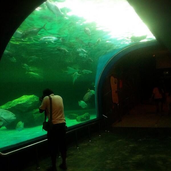 sumittaz's tweet photo. ที่เป็นไฮไลท์กันเลยก็คือนี่เลย อุโมงใต้น้ำ !! ปลาตัวใหย่แหวกว่ายเต็มไปหมดเลย 0_0 ! http://t.co/xTX4vZLcX5