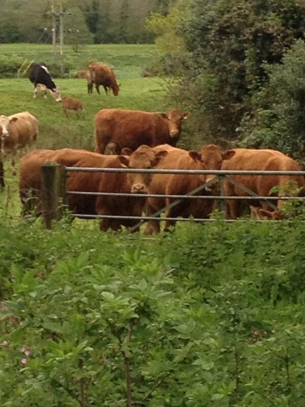 ShaunRudkin's tweet image. The neighbours stink! #surreyproblems