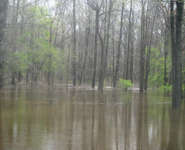 JosephSapia's tweet image. #NJRain:  Thurs a.m. flooding on the #ManalapanBrook floodplain between #Jamesburg &amp;amp; #Helmetta. #NJWeather #NJEnviro