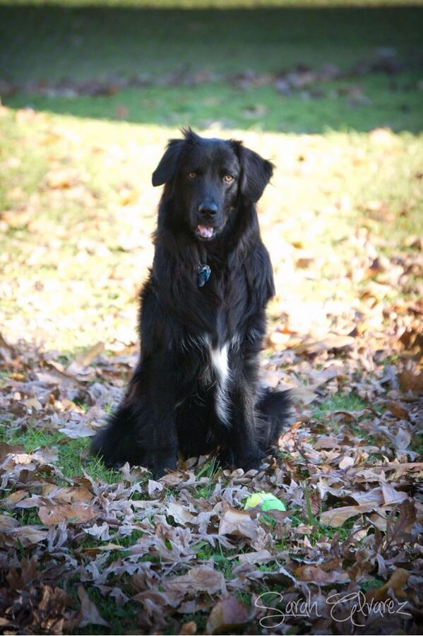 SarahBethUSA's tweet photo. I'm raising money for Bruce's Surgery Bills &amp; Vet Bills. Click to Donate: http://t.co/yKyfdVSIR6 #gofundme http://t.co/wHSIE6oIbN