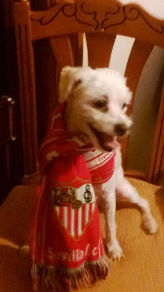 tiendainmaperal's tweet photo. Ole mi Sevilla!! http://t.co/C4WVzgFYgr