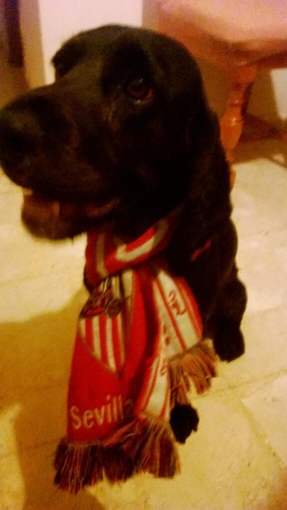 tiendainmaperal's tweet photo. @tiendainmaperal Ole mi Sevilla http://t.co/iJCeZzU103
