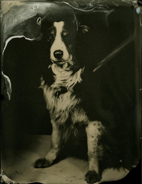 It's time... Come get your tintype made on our mini Maritime tour starting tomorrow in Moncton!
#tintype #dogs