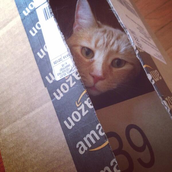 Irritating_Cat's tweet photo. #frankthetank never gets tired of boxes. ever. #catlife #catinabox #catsofinstagram #amazoncat http://t.co/41IWLmkG6E